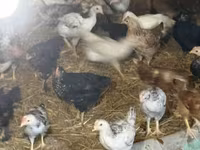 Chickens — photo 1
