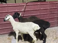 Sheep (batch, sex not specified), Sheep — photo 3