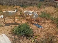 Dişi keçi, Saanen goat — foto 1