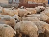 Sheep (batch, sex not specified), Sheep — photo 7