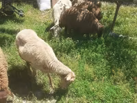 Qoyun, Karakul sheep — foto 4