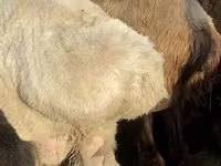 母羊, Sheep — 照片 6