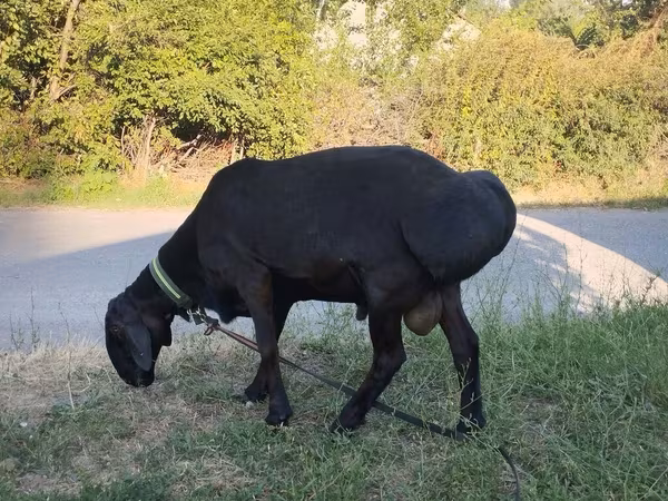 Qoç, Red Karaman sheep