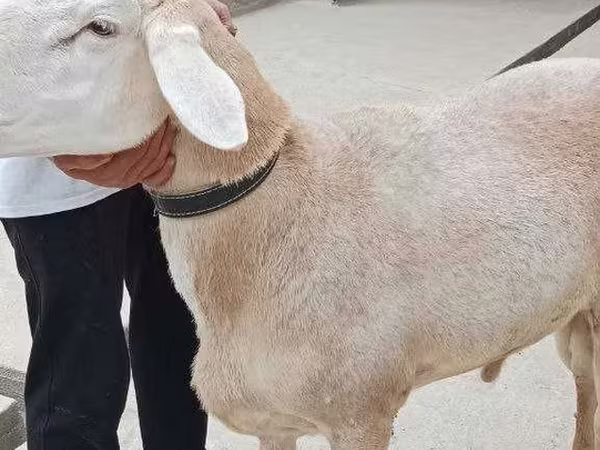 Beran, Aland sheep