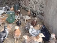 Chickens — foto 7