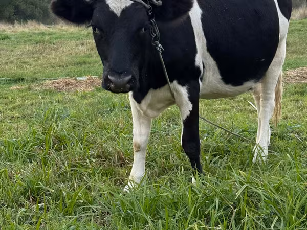 Krava, Swiss cattle