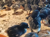 Australian Pit Game fowl — Foto 3