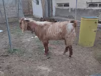 Cabro, Beetal goats — foto 2