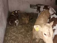 Bulle, Simmental cattle — Foto 3