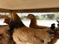 Chickens — foto 4