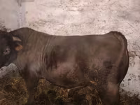 Buğa, Charolais cattle — foto 2