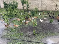 Chickens — photo 5