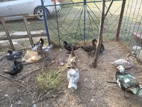 Ducks — 照片 3