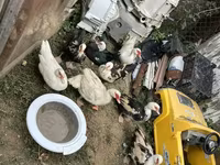 Ducks — الصورة 4