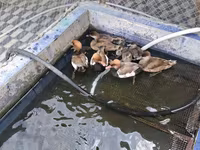 Ducks — photo 3