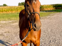 At, Quarter Horse — foto 4