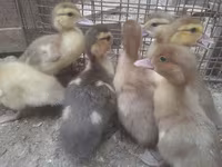 Ducks — 照片 5
