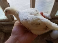 Chickens — foto 4