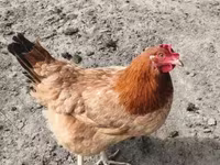 Chickens — फ़ोटो 1
