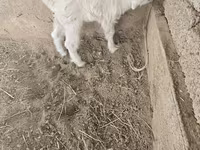 山羊（批次，未指定性别）, Goats — 照片 1