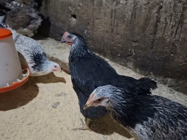 Chickens