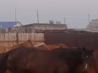 घोड़ी, घोड़े — फ़ोटो 2