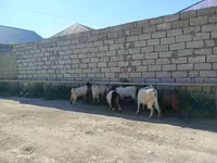 Cabro, Cabras — foto 3