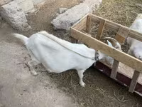 Koza, Saanen goat — foto 3