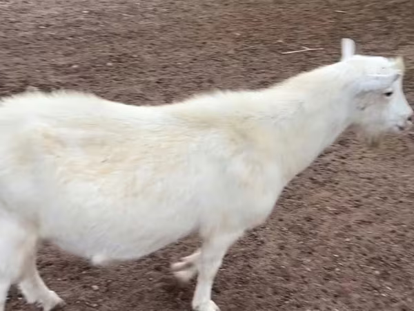Ziegenbock, Saanen goat