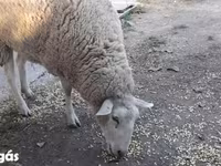 母羊, Sheep — 照片 2