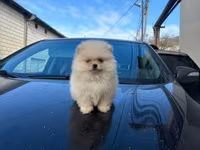 Pomeranian (Spitz) balası – krem/ağ rəngli, tükləri çox sıx və yumşaq — foto 1