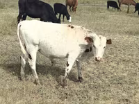 Cow, Red Polled Cow — photo 2
