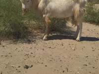 बकरा, बकरियाँ — फ़ोटो 1