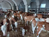 Toro, Simmental cattle — foto 6