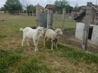 كبش, Merino sheep — الصورة 3