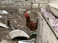 Chickens — foto 2