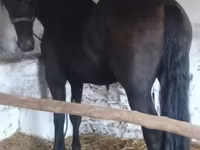 Koń, Friesian — zdjęcie 1