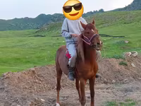 Koń, Anglo-Arabian — zdjęcie 4