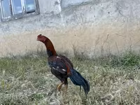 Chickens — 照片 2