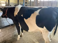 Krava, Holštýnské plemeno — foto 4