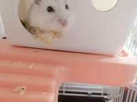 Hamster üçün tam dəst qəfəs - Material: möhkəm metal barmaqlıqlar və — الصورة 1
