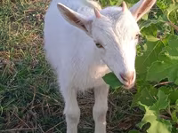 बकरी, Saanen goat — फ़ोटो 3
