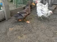 Ducks — Foto 5