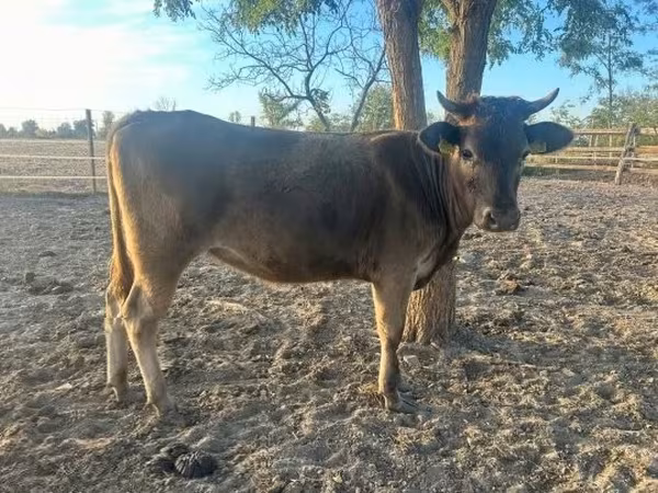 Vaca, Bovinos