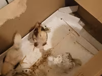 Chickens — foto 2