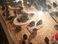 Australorp — foto 4