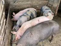 Prasnice, Prasata — foto 2