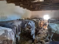 Skot (série, pohlaví neuvedeno), Holštýnské plemeno — foto 1