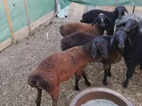 Beran, Arabi sheep — foto 5