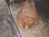 Chickens — photo 1